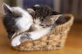 Two kittens sleeping Royalty Free Stock Photo