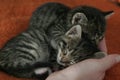 Two kittens sleeping on the palm