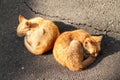 Two kittens sleeping in the street Royalty Free Stock Photo