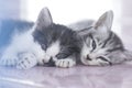 two kittens Royalty Free Stock Photo