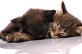 Two kittens sleeping together Royalty Free Stock Photo