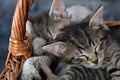 Two kittens sleeping in a wicker basket Royalty Free Stock Photo