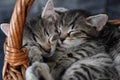 Two kittens sleeping in a wicker basket