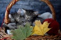 Two kittens sleeping in a wicker basket with leaves and red ball of strin Royalty Free Stock Photo