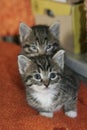 Two kittens staring at the camera 2