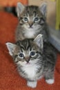 Two kittens staring at the camera Royalty Free Stock Photo
