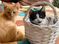 Two Cute little kitten portrait