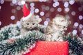 Two kittens wearing santa hat sitting on gift box Royalty Free Stock Photo