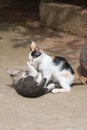 two kittens wrestling in the yard