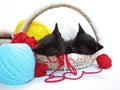 Two kitties sleeping in the basket with yarn Royalty Free Stock Photo