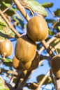 Two kiwi fruits