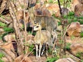Two Klipspringer standing among rocks Royalty Free Stock Photo