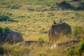 Two klipspringers lie on kopje at dawn Royalty Free Stock Photo
