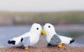 Two knitting  little birds kissing standing on rope by the sea with blurry cliff background, Image with copy space for letter Royalty Free Stock Photo