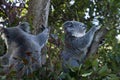 Two koala bears sitting in a eucalyptus tree Royalty Free Stock Photo