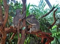 Two Koalas holding a tree trunk in Sydney zoo Royalty Free Stock Photo