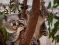 Two koalas perched in the fork of a tree