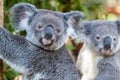 Two koalas posing side by side