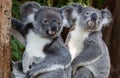 Two koalas sitting side by side