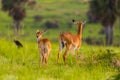 Two kob antelopes in the Murchison Falls National Park Royalty Free Stock Photo