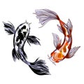 Two koi carps, with red and black spots Royalty Free Stock Photo