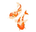 Two koi fish swimming, vibrant orange and white colors, Japanese carp in water. Oriental garden pond, peaceful and Royalty Free Stock Photo