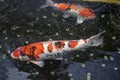 Two koi are swimming in the pond