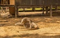 Two Komodo dragons fighting at a village on Rinca Island, Indonesia Royalty Free Stock Photo