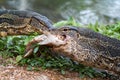 Two Komodo Monitor lizard dragons varans are eating a fish in Lumphini Park, Bangkok