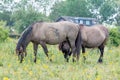 Two Konik Horse grazin grass in front of traditional Dutch house in Gelderland, Europe Royalty Free Stock Photo