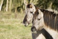 Two Konik Horses