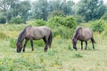 Two Konik Horses grazing grass in the summer in Gelderland, Europe Royalty Free Stock Photo