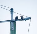 Two Kookaburra Birds Facing Each Other On Power Pole Royalty Free Stock Photo