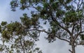 Two kookaburra sitting in trees