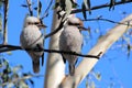 Two Kookaburras Sitting in a Tree Royalty Free Stock Photo