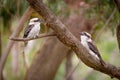 Two kookaburras Royalty Free Stock Photo