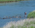 Two Korean women fishing for mollusks