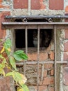 Two little kittens behind bars