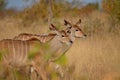 Two Kudu Ladies