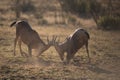Two kudus fighting head to head with blurred background Royalty Free Stock Photo