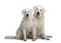 Two Kuvasz dogs, 17 months old Royalty Free Stock Photo