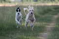 Two Kyrgyzian Sight hound Taigan dogs running on the grass Royalty Free Stock Photo