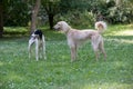 Two Kyrgyzian Sight hound Taigan dogs sitting on the green gras