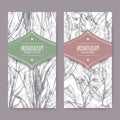 Two labels with Acorus calamus aka sweet flag and Alpinia galanga aka greater galangal sketch on lace background.