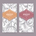 Two labels with Citrus bergamia aka bergamot and Psidium guajava aka guava branch sketch on elegant lace background.