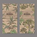 Two labels with Urtica dioica aka common nettle and Angelica archangelica aka garden angelica color sketch.