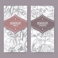 Two labels with vanilla and cinnamon sketch on background.