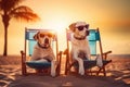 Two labrador dogs in glasses lie on sunbeds on the sand on the beach near the ocean, tropics and sea, palm trees weekend summer Royalty Free Stock Photo