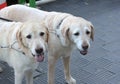 Two labrador dogs in the park Royalty Free Stock Photo