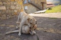 Two Labrador dogs play at home, bite, growl, attack each other